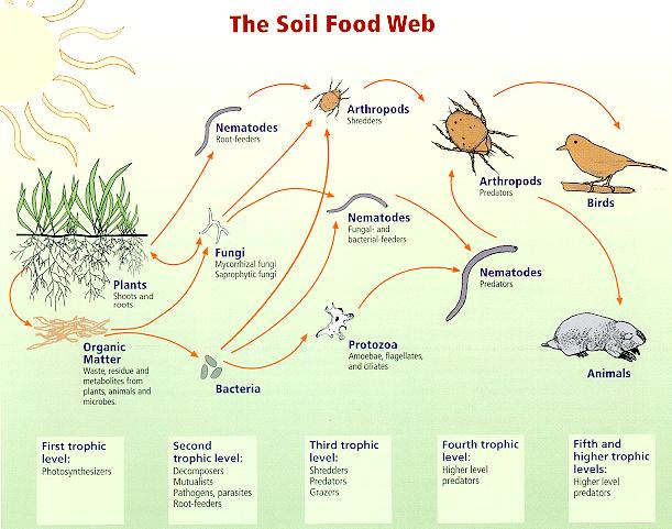 soil food web